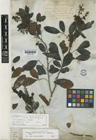 Syntype of Schinus terebinthifolius Raddi var. raddiana Engl. [family ANACARDIACEAE]