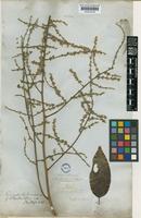 Porocystis toulicioides Radlk. [family SAPINDACEAE]