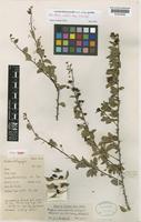 Neotype of Gymnosporia gracilis Loes. subsp. gracilis [family CELASTRACEAE]