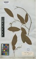 Type of Crudia oblonga Benth. [family LEGUMINOSAE-CAESALPINIOIDEAE]