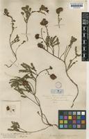 Type of Genetyllis sanguinea Meisn. [family MYRTACEAE]