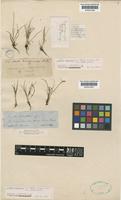Isotype of Isoetes amazonica A.Braun [family ISOETACEAE]