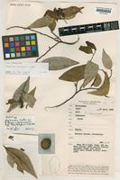 Holotype of Alphonsea hortensis H.Huber [family ANNONACEAE]