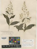Pfaffia completa (Uline&W.L.Bray) Borsch [family AMARANTHACEAE]