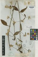 Isotype of Alternanthera minutiflora (Seub.) Suess. [family AMARANTHACEAE]