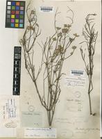Alternanthera filifolia (Hook.f.) Howell subsp. filifolia [family AMARANTHACEAE]