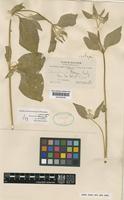 Isotype of Telanthera bangii Rusby [family AMARANTHACEAE]