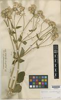 Gomphrena regeliana Seub. [family AMARANTHACEAE]