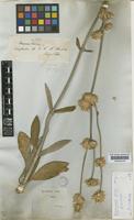 Isotype of Gomphrena rudis Moq. [family AMARANTHACEAE]