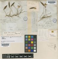 Paratype of Pleurothallis wilsonii Lindl. [family ORCHIDACEAE]
