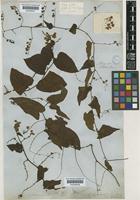 Antigonon leptopus Hook. & Arn. [family POLYGONACEAE]