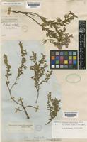 Syntype of Petunia ovalifolia Miers [family SOLANACEAE]