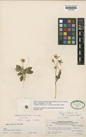 Solanum pumilum Hawkes [family SOLANACEAE]