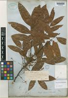 Matayba spruceana (Benth.) Radlk. [family SAPINDACEAE]