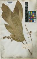 Matayba grandis Radlk. [family SAPINDACEAE]
