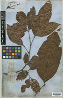 Matayba inelegans Radlk. [family SAPINDACEAE]