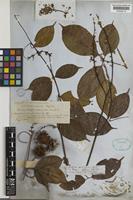 Lectotype of Paullinia paullinoides unrecorded [family SAPINDACEAE]