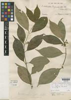 Type of Mollinedia longicuspidata Perkins [family MONIMIACEAE]