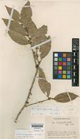 Isotype of Ilex hemiepiphytica W.J.Hahn [family AQUIFOLIACEAE]