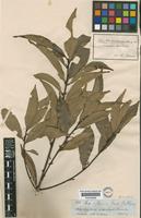 Ilex casiquiarensis Loes. [family AQUIFOLIACEAE]