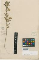 Polygala sibirica L. subsp. heyneana (Wall. ex Wight & Arn.) Kit Tan [family POLYGALACEAE]