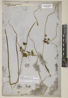 Type of Courtoisia cyperoides Nees [family CYPERACEAE]