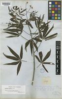 Manihot esculenta Crantz [family EUPHORBIACEAE]