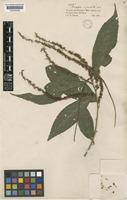 Acalypha acuminata Benth. [family EUPHORBIACEAE]