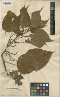Acalypha brasiliensis Müll.Arg. [family EUPHORBIACEAE]