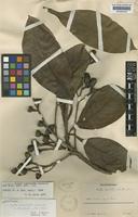 Ocotea tomentella Sandwith [family LAURACEAE]