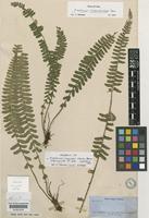 Isosyntype of Asplenium claussenii Hieron. [family ASPLENIACEAE]