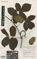 Isotype of Serjania lancistipula Acev.-Rodr. [family SAPINDACEAE]
