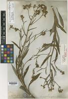 Isosyntype of Senecio cannabinifolius Hook. & Arn. [family COMPOSITAE]