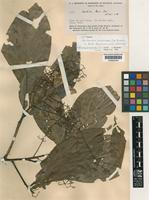 Isotype of Nectandra embirensis Coe-Teix. [family LAURACEAE]