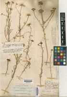 Iberis crenata Lam. [family CRUCIFERAE]