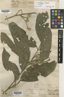 Isotype of Aglaia chittagonga Miq. [family MELIACEAE]