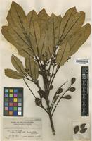 Aglaia pyriformis Merr. [family MELIACEAE]