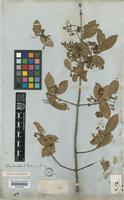Isotype of Euonymus fortunei (Turcz.) Hand.-Mazz. [family CELASTRACEAE]