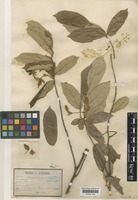 Pterospermum grewiifolium Pierre [family STERCULIACEAE]