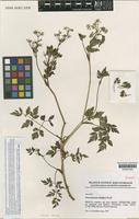 Afroligusticum townsendii (Charpin & Fern.Casas) P.J.D.Winter [family APIACEAE]