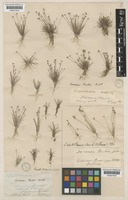 Centrolepis banksii (R.Br.) Roem. & Schult. [family CENTROLEPIDACEAE]
