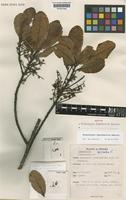 Isotype of Elaeocarpus taprobanicus Zmarzty [family ELAEOCARPACEAE]