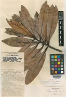 Isotype of Calophyllum laticostatum P.F.Stevens [family CLUSIACEAE]
