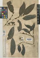 Anacolosa densiflora Bedd [family OLACACEAE]
