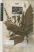 Holotype of Mangifera pentandra Hook.f. [family ANACARDIACEAE]