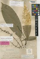 Isotype of Mangifera longipetiolata King [family ANACARDIACEAE]