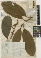 Type of Melanochyla beccariana Oliv. [family ANACARDIACEAE]