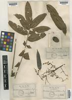Koordersiodendron pinnatum Merr. [family ANACARDIACEAE]
