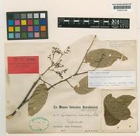 Isotype of Lepidopetalum hebecladum Radlk. [family SAPINDACEAE]