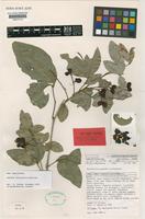Isotype of Arytera dictyoneura S.T.Reynolds [family SAPINDACEAE]